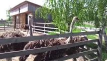 було