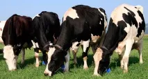 Чорно строката порода корів характеристика, опис та продуктивність строката