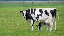 Чорно строката порода корів характеристика, опис та продуктивність корів