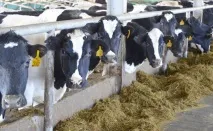 Чорно строката порода корів характеристика, опис та продуктивність чорно
