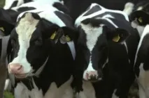Чорно строката порода корів характеристика, опис та продуктивність корів