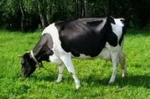 Чорно строката порода корів характеристика, опис та продуктивність корів