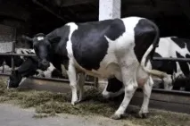 Чорно строката порода корів характеристика, опис та продуктивність строката