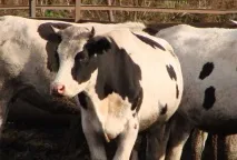 Чорно строката порода корів характеристика, опис та продуктивність чорно