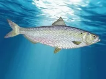 Чорноморська Оселедець чорноморська