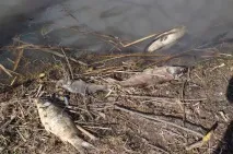 Що тече в Ціні Чому гине риба в тамбовській річці, події, ТАМБІВ, АІФ Чорнозем’я чому
