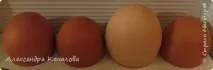 курчата