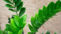Квітка заміокулькас (доларове дерево, zamioculcas), посадка та догляд, фото дерево
