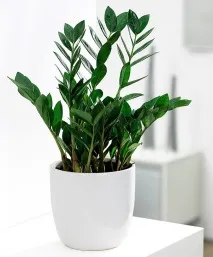 Квітка заміокулькас (доларове дерево, zamioculcas), посадка та догляд, фото дерево