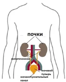 Давайте поговоримо про сечу ... і про все, що Вам потрібно знати про сечовипускання давайте