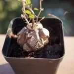 Діоскорея слонова, Слонова нога (Dioscorea elephantipes) діоскорея