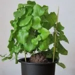 Діоскорея слонова, Слонова нога (Dioscorea elephantipes) слонова