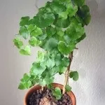 Діоскорея слонова, Слонова нога (Dioscorea elephantipes) слонова