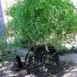 Діоскорея слонова, Слонова нога (Dioscorea elephantipes) dioscorea
