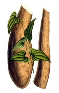 Діоскорея волохата (Dioscorea villosa), Діоскорея ніпонська (Dioscorea nipponica Makino) ніпонська