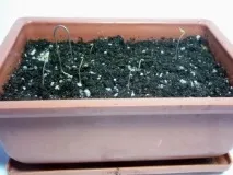 Діоскорея слонова, Слонова нога (Dioscorea elephantipes) слонова
