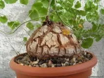 Діоскорея слонова, Слонова нога (Dioscorea elephantipes) діоскорея