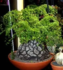 Діоскорея слонова, Слонова нога (Dioscorea elephantipes) слонова