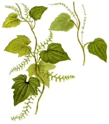 Діоскорея волохата (Dioscorea villosa), Діоскорея ніпонська (Dioscorea nipponica Makino) nipponica
