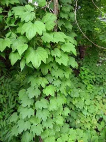 Діоскорея волохата (Dioscorea villosa), Діоскорея ніпонська (Dioscorea nipponica Makino) dioscorea
