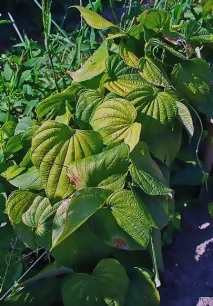 Діоскорея волохата (Dioscorea villosa), Діоскорея ніпонська (Dioscorea nipponica Makino) волохата
