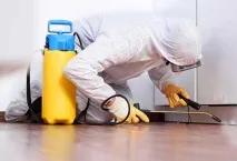Ефективнаотрута від клопів чим можна боротися самостійно, як цькують швидко і назавжди клопів