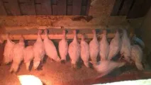 Індики Хайбрид Конвертерхарактеристика важкого кросу індики
