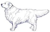 Huntdogs Amateurs Union amateurs