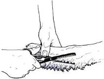 Huntdogs Amateurs Union amateurs