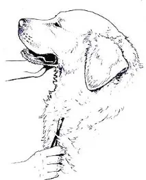 Huntdogs Amateurs Union шерсть