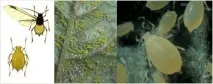 Інсектициди для картоплі шкідника