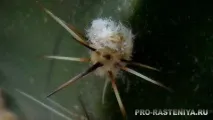 echinopsis