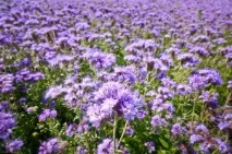 Фацелія піжмолиста (Phacelia tanacetifolia) tanacetifolia