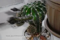 echinopsis