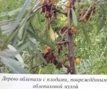 муха