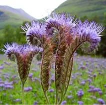 Фацелія піжмолиста (Phacelia tanacetifolia) піжмолиста