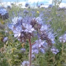 Фацелія піжмолиста (Phacelia tanacetifolia) phacelia
