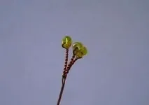 Гіацинт із бісеру у покроковому фото та відео майстер-класі майстер-класі