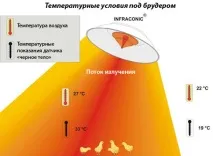 брудер
