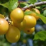 Голштинська порода корів опис та продуктивність породи корів
