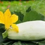 Голштинська порода корів опис та продуктивність породи опис