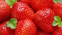 Голштинська порода корів опис та продуктивність породи корів