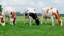 Голштинська порода корів опис та продуктивність породи порода