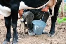 Голштинська порода корів опис та продуктивність породи голштинська