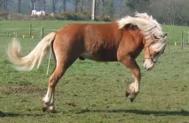 horse