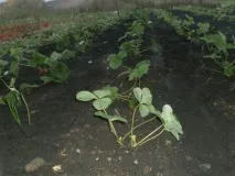 Мистецтво посадки кулубники восени та навесні, фоторепортаж дачника, Ягідний сад, або прикладне восени