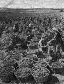 Історична особистість Останній губернатор Бессарабії та легендарний винороб Костянтин Мімі бессарабії
