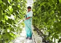 Як часто поливати огірки у теплиці огірки