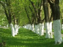 Як і для чого потрібно білити дерева дерев