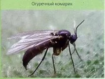 Як позбутися мошок у горщиках квітів квітів